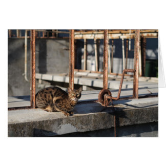 The Rusty Cat Cards