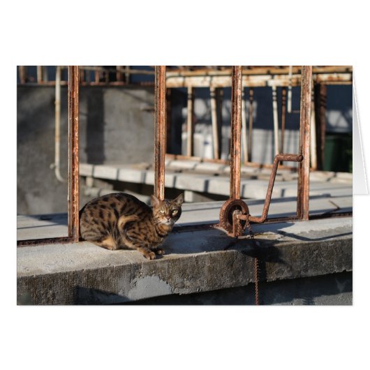 The Rusty Cat Cards (Front Horizontal)