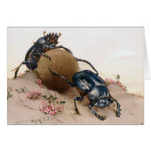 THE SACRED BEETLE 2 (Front Horizontal)