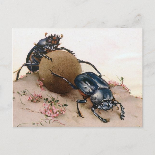 THE SACRED BEETLE 2 POSTCARD (Front)