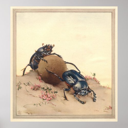 THE SACRED BEETLE _ Insect Book Illustration Poster