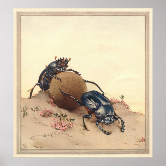 THE SACRED BEETLE - Insect Book Illustration Poster (Front)