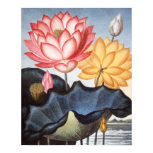 The sacred Egyptian bean