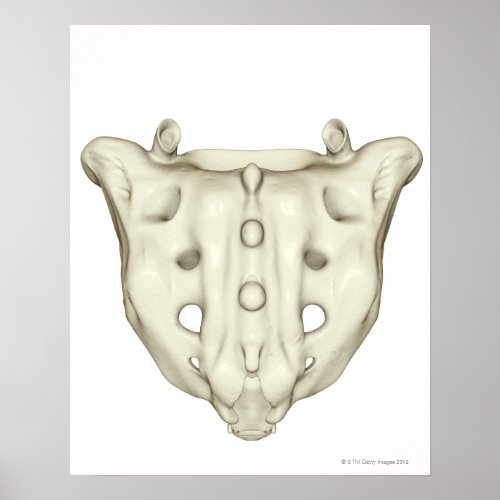 The Sacrum Poster