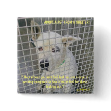 The sadness you see in a shelter dog