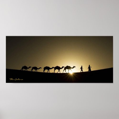 The Sahara Desert Camel Walk Poster