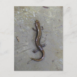 The Salamander Postcard