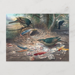 The Satin Bower-Bird by Joseph Wolf Postcard