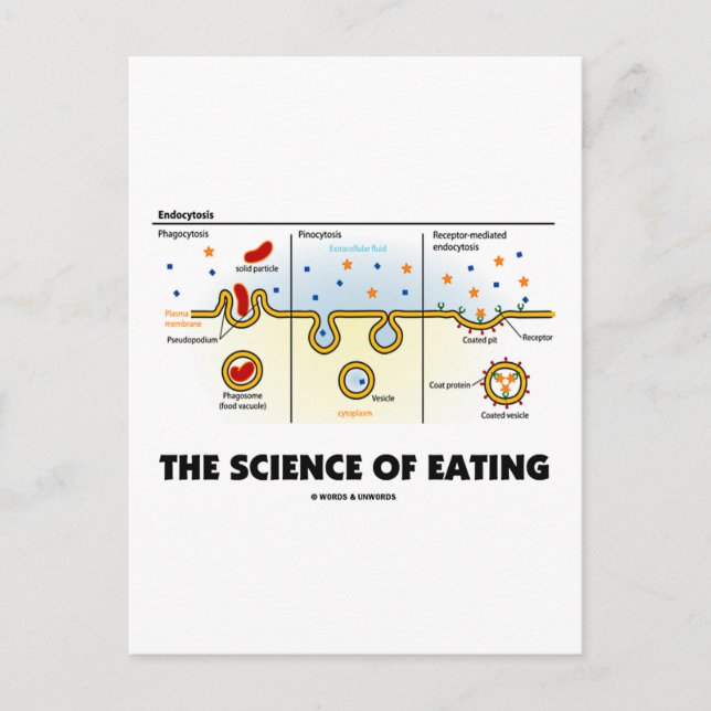 The Science Of Eating (Endocytosis Biology Humor) Postcard (Front)