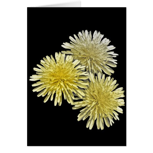 The Scourge of the Neighborhood (Front)