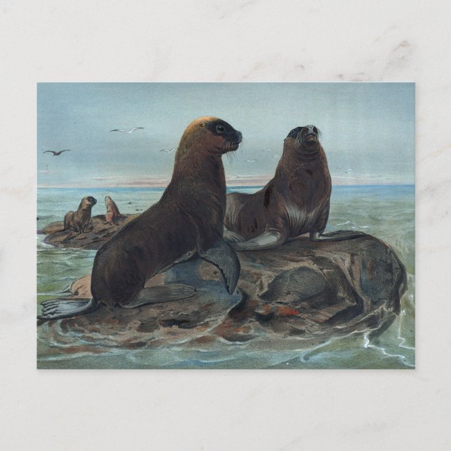 The Sea Bear by Joseph Wolf Postcard (Front)