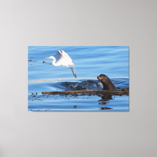 The Sea Lion and the Great White Egret  Canvas Print