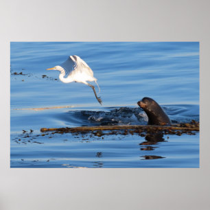 The Sea Lion and the Great White Egret Poster