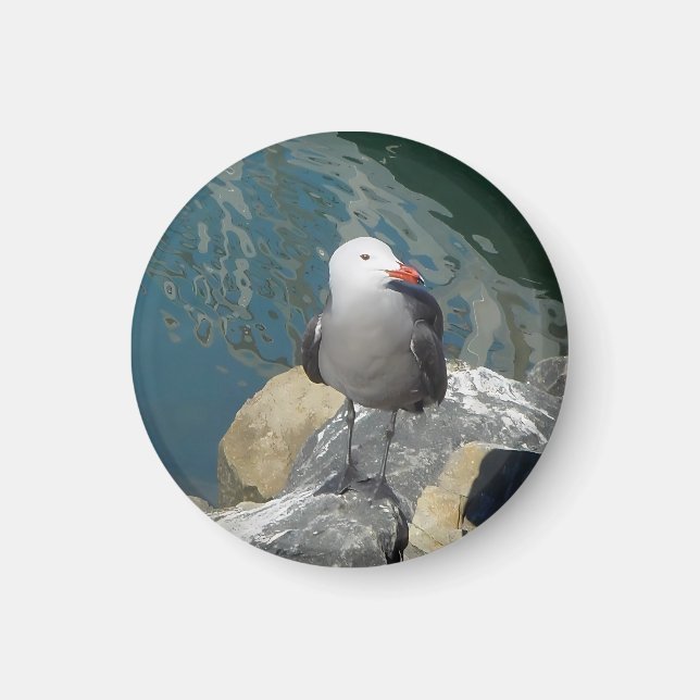 The Seagull Larry Day Ken Gage Bird Photography Magnet (Front)