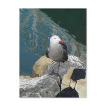 The Seagull Larry Day Ken Gage Bird Photography