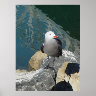 The Seagull Larry Day Ken Gage Bird Photography Poster