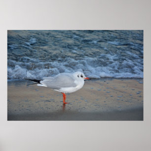 The seagull on the beach poster