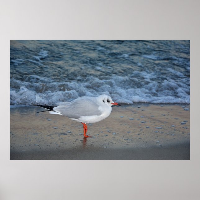 The seagull on the beach poster (Front)