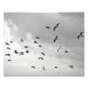 The Seagull Serenade - 8x10 Photo Print
