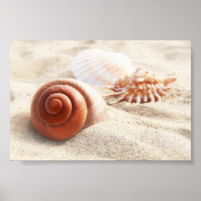 The seashells on the sand close up poster (Front)