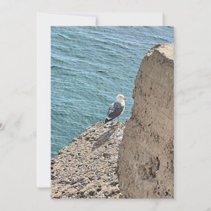 The seaside gull