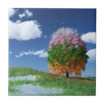 The Season Tree Decorative Tile / Trivet