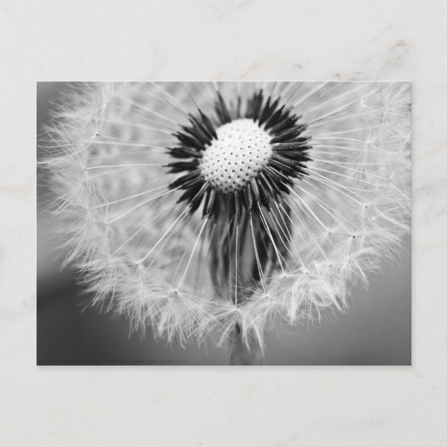 The Seeds of Tomorrow Postcard (Front)