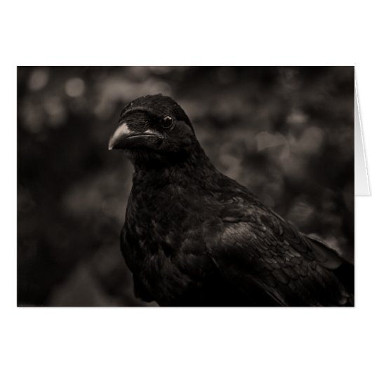 The Seeker (Front Horizontal)