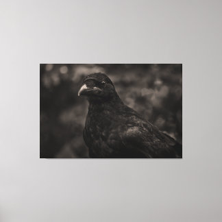 The Seeker Canvas Print