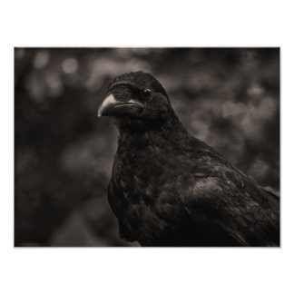 The Seeker Photo Print