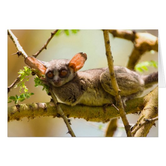 The Senegal Bushbaby (Galago Senegalensis) (Front Horizontal)