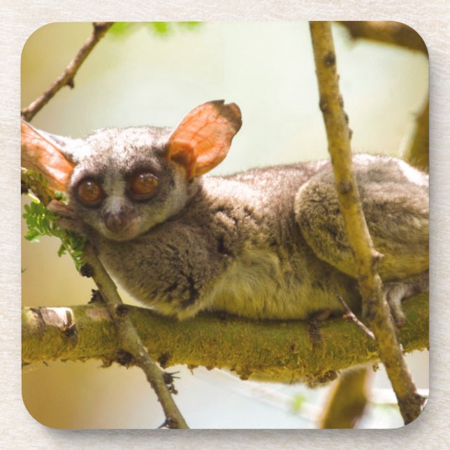 The Senegal Bushbaby (Galago Senegalensis) Drink Coaster (Front)