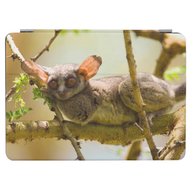 The Senegal Bushbaby (Galago Senegalensis) iPad Air Cover (Horizontal)