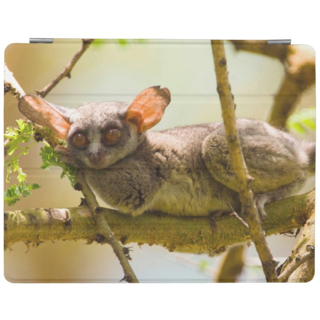 The Senegal Bushbaby (Galago Senegalensis) iPad Smart Cover (Horizontal)