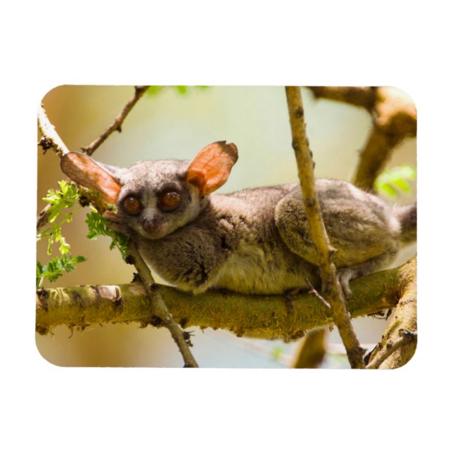 The Senegal Bushbaby (Galago Senegalensis) Magnet (Horizontal)