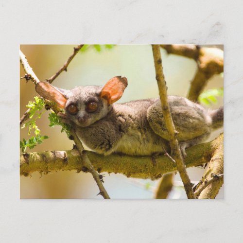The Senegal Bushbaby Galago Senegalensis Postcard