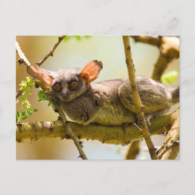 The Senegal Bushbaby (Galago Senegalensis) Postcard (Front)