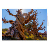 The Sentinel Tree (Front Horizontal)