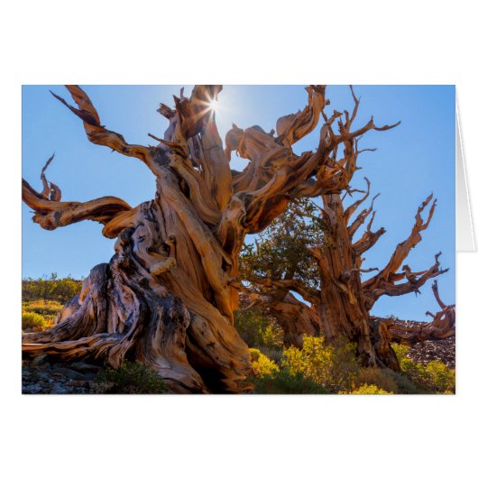 The Sentinel Tree (Front Horizontal)