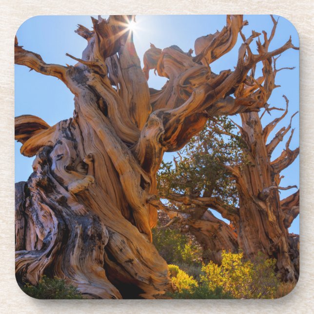 The Sentinel Tree Beverage Coaster (Front)