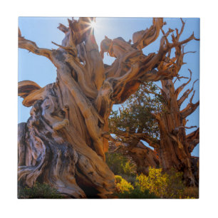 The Sentinel Tree Ceramic Tile