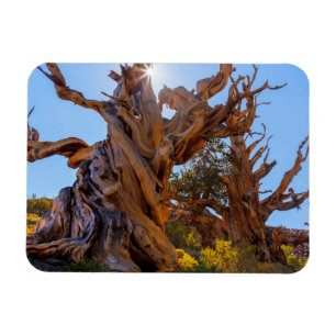 The Sentinel Tree Magnet