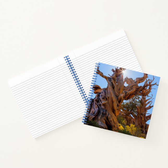 The Sentinel Tree Notebook (Inside)