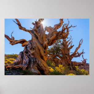 The Sentinel Tree Poster