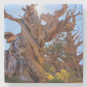 The Sentinel Tree Stone Coaster