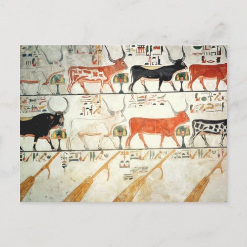 The seven celestial cows and the sacred bull postcard