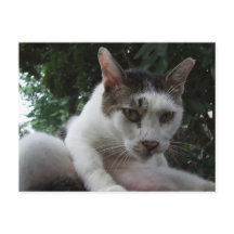The sharp, piercing gaze of a stray cat.