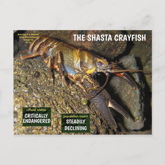 The Shasta Crayfish is endangered - 3 - Holiday Postcard (Front)