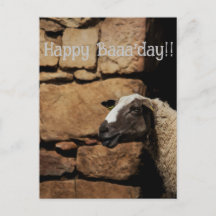 The Sheep, Happy Baaaday!