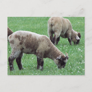 The Sheep of Mount Vernon... Postcard